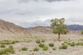 Green Oasis on rocky soil of Altai Mountains Mongolia Royalty Free Stock Photo