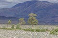 Green Oasis on rocky soil of Altai Mountains Mongolia Royalty Free Stock Photo