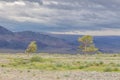 Green Oasis on rocky soil of Altai Mountains Mongolia Royalty Free Stock Photo