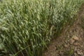 Green oat ears of wheat grow from the ground. Agriculture. Nature product. Royalty Free Stock Photo