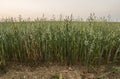 Green oat ears of wheat grow from the ground on the beautiful field with evening sunset sky. Agriculture. Nature product. Royalty Free Stock Photo