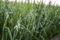 Green oat ears of wheat growing in the field. Agriculture. Nature product. Royalty Free Stock Photo