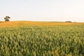 Green oat ears of wheat growing in the field in sunny day. Agriculture. Nature product. Royalty Free Stock Photo