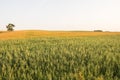 Green oat ears of wheat growing in the field in sunny day. Agriculture. Nature product.