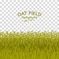 Green oat field on checkered background