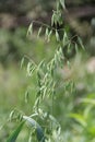 Green oat plants. Close-up of cereals on blurred background Royalty Free Stock Photo