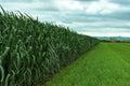 Green oats Avena sativa plantation