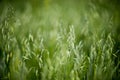 Green oats closeup