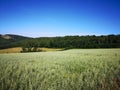 Green oats field with forest and blue sky Royalty Free Stock Photo