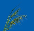Green Oats plant Isolated on blue sky Royalty Free Stock Photo