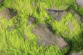 Green Ocean Moss on Rocks Galveston Beach