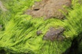 Green Ocean Moss on Rocks Galveston Beach