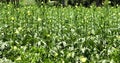 Green okra Agriculture field Royalty Free Stock Photo