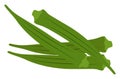 Green okra, illustration, vector Royalty Free Stock Photo