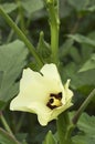 Green okra, lady finger plant with flower, Pune Royalty Free Stock Photo