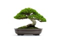 Green old bonsai tree isolated on white background in a pot plant create beautiful art in nature