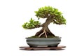Green old bonsai tree isolated on white background in a pot plant create beautiful art in nature