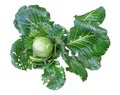 Green old cabbage on a white background Royalty Free Stock Photo