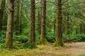 Green old forest with camp site and wooden picnic table in the mountain of British Columba Canada. Royalty Free Stock Photo