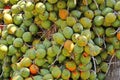 Green old sealing wax palm fruits