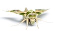 Green Oleander butterfly Daphnis nerii or Army Green Moth isolated on white background Royalty Free Stock Photo