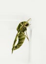 Green oleander Hawk moth Royalty Free Stock Photo