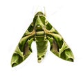 Green oleander Hawk moth Royalty Free Stock Photo