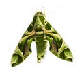 Green oleander Hawk moth