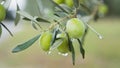 Green oliv tree in an olive grove with ripe olives on the branch ready for harvest