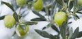 Green oliv tree in an olive grove with ripe olives on the branch ready for harvest