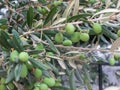 Green olive berries and leaves on the olive tree Royalty Free Stock Photo
