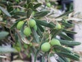 Green olive berries and leaves on the olive tree Royalty Free Stock Photo