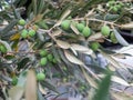 Green olive berries and leaves on the olive tree Royalty Free Stock Photo