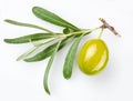 Green olive on branch Royalty Free Stock Photo