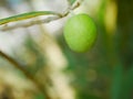 Green olive on branch