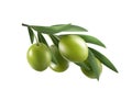 Green olive branch isolated on white background as package design composition Royalty Free Stock Photo