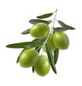 Green olive branch isolated on white background Royalty Free Stock Photo