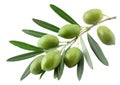 Green olive branch isolated on white background close-up. Royalty Free Stock Photo