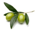 Green olive branch isolated on white background Royalty Free Stock Photo