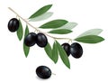 Green olive branch. Realistic . Royalty Free Stock Photo