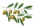 Green olive branch. Realistic .