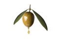 Green olive with a drop of oil falling. Royalty Free Stock Photo