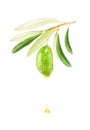 Green Olive and Falling Drop of Olive Oil Isolated Royalty Free Stock Photo