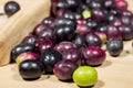 Green olive in front of naturally ripe olives