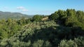 Green olive garden on the slopes of the mountains. Growing olives for the production of olive oil. Nature in Italy. Drone view