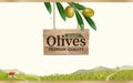 Green olive label with realistic olive branch on green olive farm background. Vector illustration Royalty Free Stock Photo