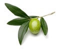 Green olive and leaves on white background