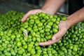 Green Olive for oil production