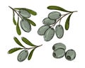 Green olive tree branch leaves fruits set, sketch olives botanical illustration isolated on white background Royalty Free Stock Photo