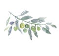 Green olive tree branch